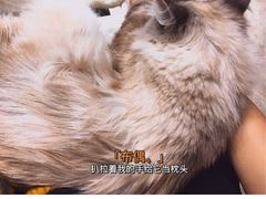 -浣熊柯尔鸭土拨鼠·电玩咖