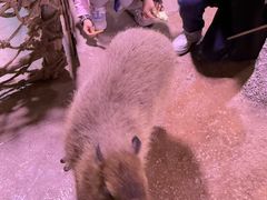 -正佳雨林生态植物园