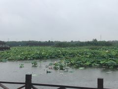 -荷塘月色湿地公园·向阳花洲