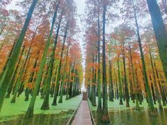 -渌洋湖湿地公园