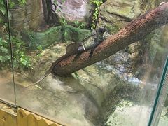 -上海大自然野生昆虫馆