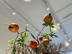 -小豆海棠(嘉兴路店)