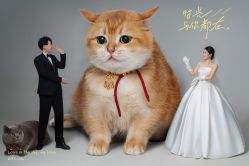 -MAO亲爱的猫婚纱摄影工作室