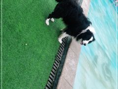 -汪说喵讲宠物乐园宠物酒店(红星美凯龙店)