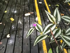 -呀诺达热带雨林