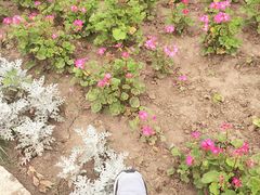 -北纬44度·金珠花海休闲农业旅游景区