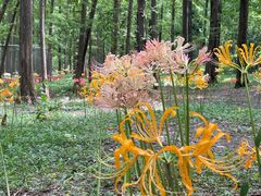 -上海共青森林公园