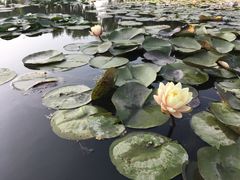 -白洋淀景区