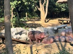 -广州长隆野生动物世界