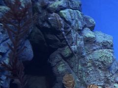 -上海海洋水族馆