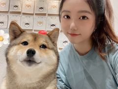 -柴务处·柴犬主题狗咖