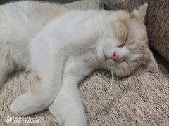 -藏猫猫咖啡主题馆(中央大道店)