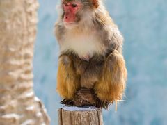 -沈阳森林动物园