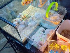 -中环花鸟鱼虫市场