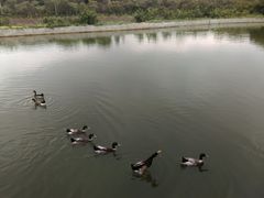 景观位-荔枝红五号农庄