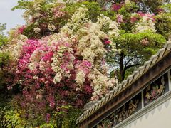 -深圳国际园林花卉博览园