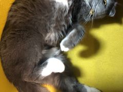 -爱侣宠医·鹦鹉专科·小型哺乳类·异宠专科(灵石路店)