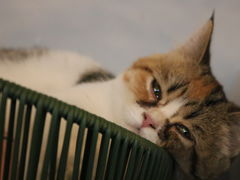 -Cappucimeow猫咪咖啡馆(韦伯时代店)