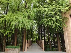 -溱湖国家湿地公园