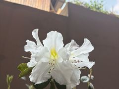 -正宗杨记普洱酸醋米线(总店)