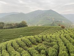 -帐篷客·溪龙茶谷度假酒店