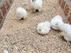 -南宫五洲植物乐园