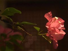 -菩提书坊(侨福大厦店)