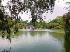 -金花茶公园
