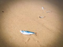 -阿弟特色海鲜餐厅·大排档(平潭店)