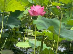 -野鸭湖国家湿地公园