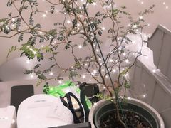 -小团圆糖水铺(襄阳南路店)