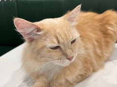 -安格丽娜·狗咖·猫咖羊驼咖(春熙路百盛商场店)