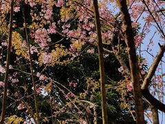 -南山植物园