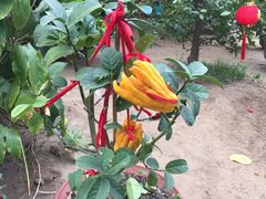 -南通洲际绿博园