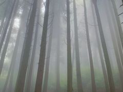 -武陵山森林公园