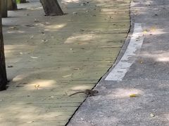 -广州市流溪河国家森林公园