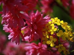 -南汇桃花村