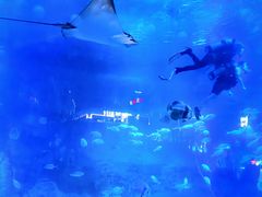 -烟台海昌鲸鲨海洋公园