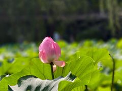 -潇湘甲鱼村(清河店)