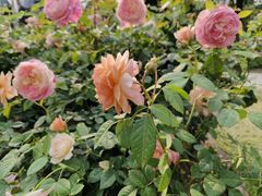 -人民公园(罗湖区)