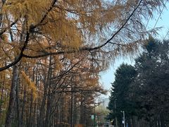-黑龙江省森林植物园