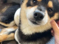 -南京Hallo宠物乐园·哈罗犬舍·柴犬繁育基地