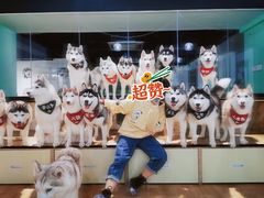-Husky Go! 哈士奇体验馆·宠物咖啡厅狗咖