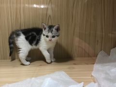 -屋虎猫馆(宝安大仟里店)