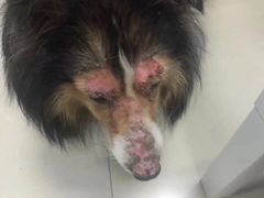 -美联众合动物医院·24h转诊中心