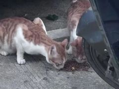 -宠福鑫动物医院(城北分院)