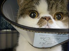 -喜多萌中农锦绣动物医院24H·猫科·牙科MRI·CT
