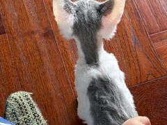 -Bastet sally猫舍购宠(静安店)