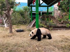 -灵玲国际马戏城
