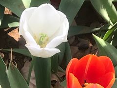 -洛阳郁金香牡丹园